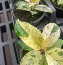 Load image into Gallery viewer, Ficus Shivereana Moonshine Variegated - 4" Live Plant - Rare