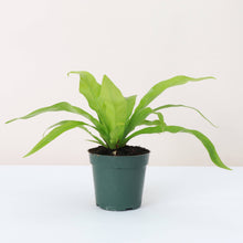 Load image into Gallery viewer, Bird's-Nest Fern - Live Plant