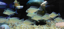 Load image into Gallery viewer, Geophagus Altifrons