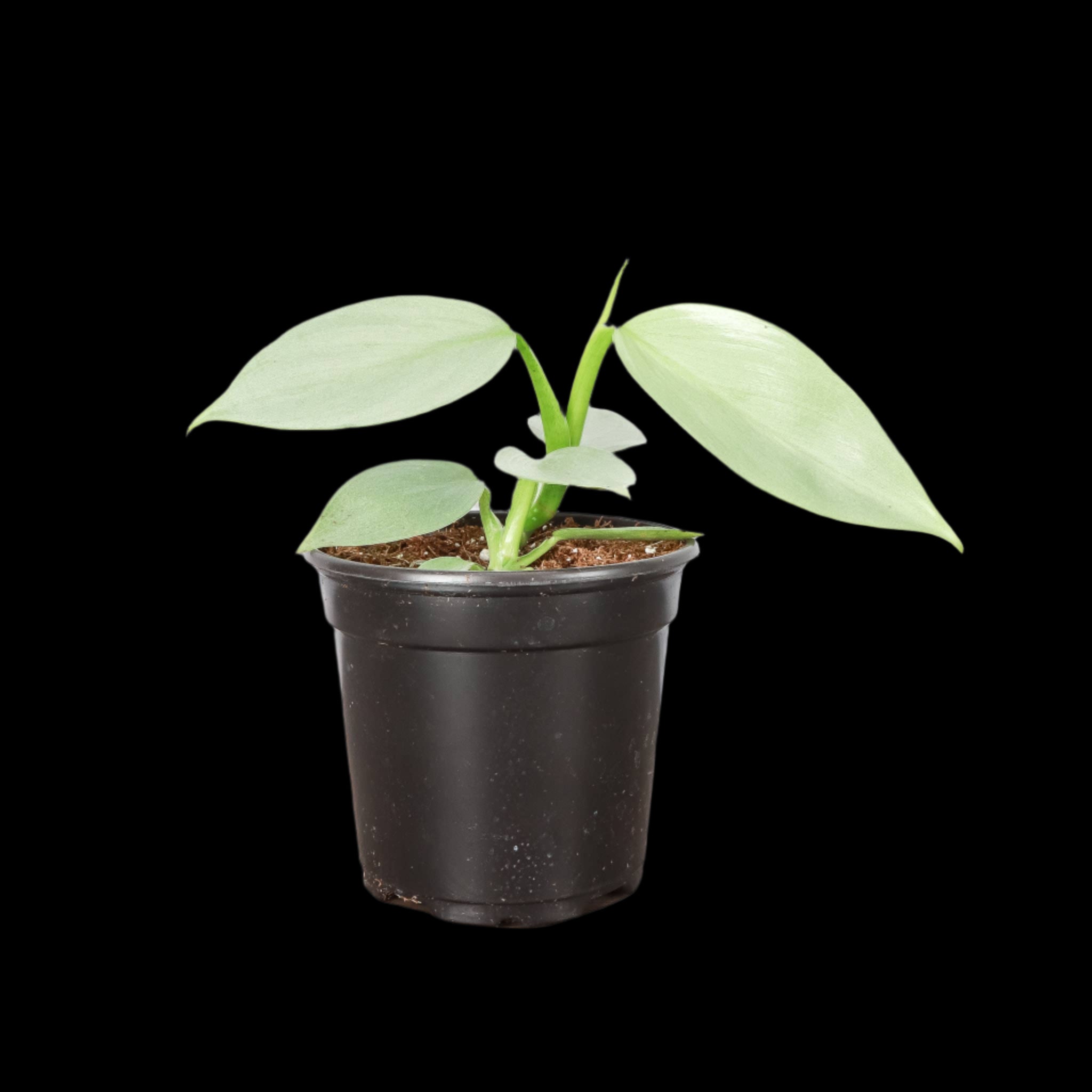 philodendron silver sword cats Silver Sword Philodendron