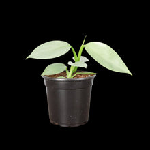 Load image into Gallery viewer, Silver Sword Philodendron - 4" Live Plant