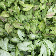 Load image into Gallery viewer, Butterfly Syngonium - Live Plant