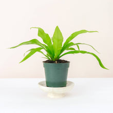 Load image into Gallery viewer, Bird's-Nest Fern - Live Plant