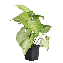 Load image into Gallery viewer, Butterfly Syngonium - Live Plant