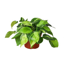 Load image into Gallery viewer, Philodendron 'Brasil'