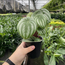 Load image into Gallery viewer, Watermelon Peperomia - 4" Live Plant