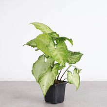 Load image into Gallery viewer, Butterfly Syngonium - Live Plant