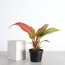 Load image into Gallery viewer, Philodendron Sun Red - 4"