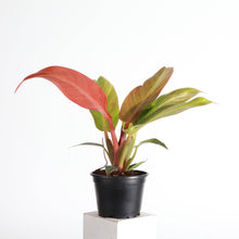 Load image into Gallery viewer, Philodendron Sun Red - 4"