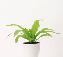 Load image into Gallery viewer, Bird's-Nest Fern - Live Plant