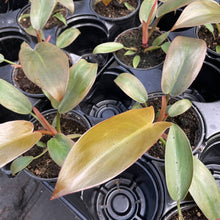 Load image into Gallery viewer, Philodendron Sayaka - 4" Live Plant