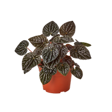 Load image into Gallery viewer, Peperomia 'Ripple Red'