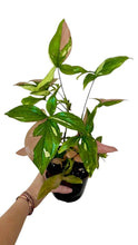 Load image into Gallery viewer, Rare Syngonium Tricolor