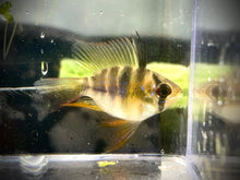 Load image into Gallery viewer, German Blue Ram (Mikrogeophagus ramirezi)