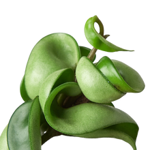 Load image into Gallery viewer, Hoya Rope Plant