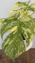 Load image into Gallery viewer, Variegated Monstera Creme Brulee