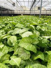 Load image into Gallery viewer, Butterfly Syngonium - Live Plant