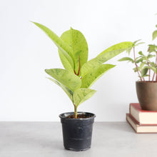 Load image into Gallery viewer, Ficus Shivereana Moonshine Variegated - 4" Live Plant - Rare