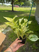 Load image into Gallery viewer, Marbled Queen Pothos