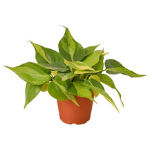 Load image into Gallery viewer, Philodendron 'Brasil'