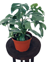 Load image into Gallery viewer, Blue Steel Monstera