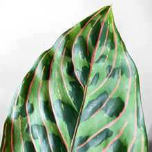 Load image into Gallery viewer, Aglaonema Red Army camouflage plant