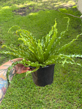 Load image into Gallery viewer, Victoria Fern