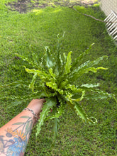 Load image into Gallery viewer, Victoria Fern