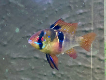 Load image into Gallery viewer, German Blue Ram (Mikrogeophagus ramirezi)