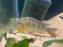Load image into Gallery viewer, Geophagus Altifrons