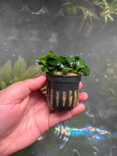 Load image into Gallery viewer, Anubias Nana Petite