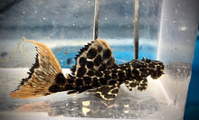 Load image into Gallery viewer, Leopard Cactus L114 (Pseudacanthicus cf. leopardus)
