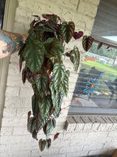 Load image into Gallery viewer, Cissus Discolor