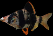Load image into Gallery viewer, Tiger Barb (Puntigrus tetrazona)