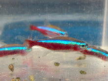 Load image into Gallery viewer, Cardinal Tetra (Paracheirodon axelrodi)