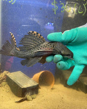 Load image into Gallery viewer, L091 Three Beacon (Leporacanthicus triactis)