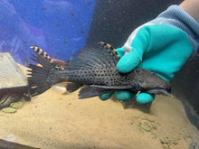 Load image into Gallery viewer, L091 Three Beacon (Leporacanthicus triactis)