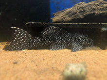 Load image into Gallery viewer, L240 Vampire Pleco (Leporacanthicus cf. galaxias)