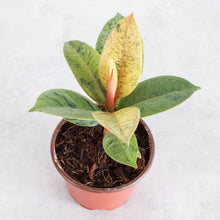 Load image into Gallery viewer, Ficus Shivereana Moonshine Variegated - 4" Live Plant - Rare