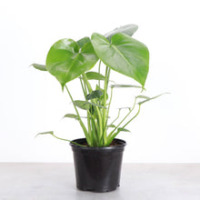 Load image into Gallery viewer, Monstera Deliciosa - Live Plant
