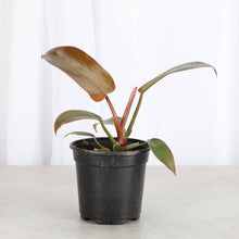 Load image into Gallery viewer, Philodendron Sayaka - 4" Live Plant