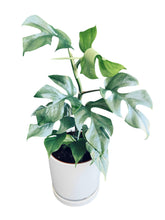 Load image into Gallery viewer, Blue Steel Monstera