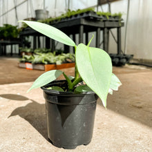 Load image into Gallery viewer, Silver Sword Philodendron - 4" Live Plant