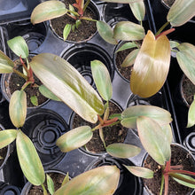 Load image into Gallery viewer, Philodendron Sayaka - 4" Live Plant