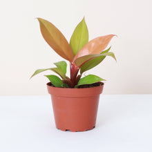 Load image into Gallery viewer, Prince of Orange Philodendron - 4" Live Plant