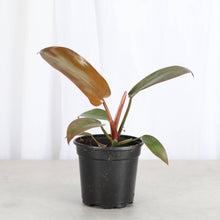 Load image into Gallery viewer, Philodendron Sayaka - 4" Live Plant