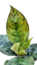 Load image into Gallery viewer, Aglaonema Red Army camouflage plant