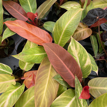 Load image into Gallery viewer, Philodendron Sun Red - 4"