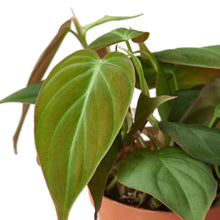 Load image into Gallery viewer, Philodendron 'Velvet'