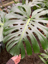 Load image into Gallery viewer, Monstera Deliciosa - Live Plant